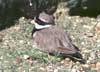 ringed plover